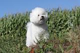 BICHON FRISE 045